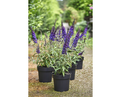 Schmetterlingsfliederpflanzen in Töpfen für den Garten.