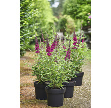 Sommerflieder, Schmetterlingsflieder Buddleja davidii 'Summer Teens ® Mats Magic Red' H 30-40 cm Co 3 L