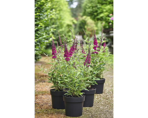 Drei Schmetterlingssträucher in Töpfen im Garten.