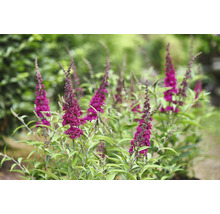 Sommerflieder, Schmetterlingsflieder Buddleja davidii 'Summer Teens ® Mats Magic Red' H 30-40 cm Co 3 L