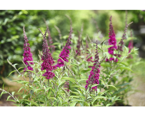 Schmetterlingsstrauch mit violetten Blüten und grünen Blättern im Garten.
