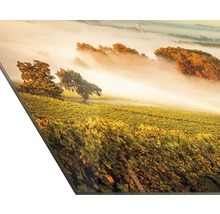Fotografie eines Weinbergs im Nebel