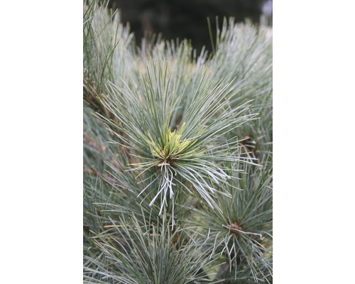 Nahaufnahme von Kiefernnadeln