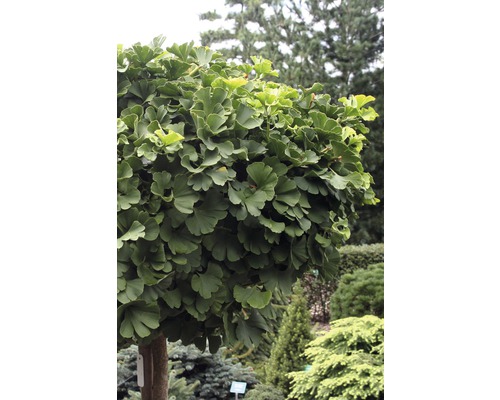 Ginkgo Biloba Kugelbaum im Garten.
