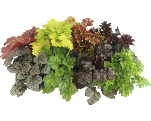 Verschiedenblättrige Purpurglöckchen Pflanzenarrangement