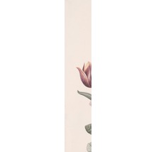 Illustration einer geöffneten Tulpenblüte