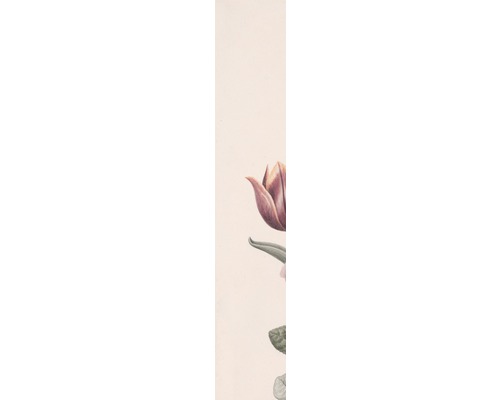 Illustration einer geöffneten Tulpenblüte