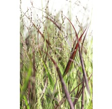 Nahaufnahme von Ziergras im Garten