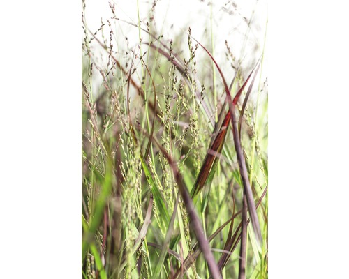 Nahaufnahme von Ziergras im Garten