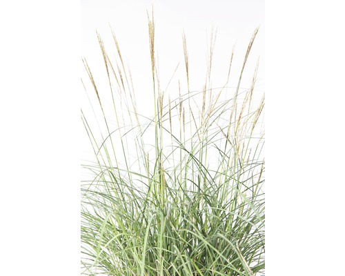 Chinaschilf im Detail