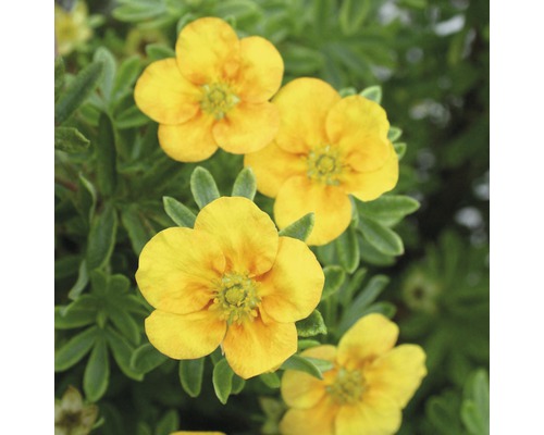 Fingerstrauch FloraSelf Potentilla fruticosa 'Mango Tango' H 30-40 cm Co 4 L