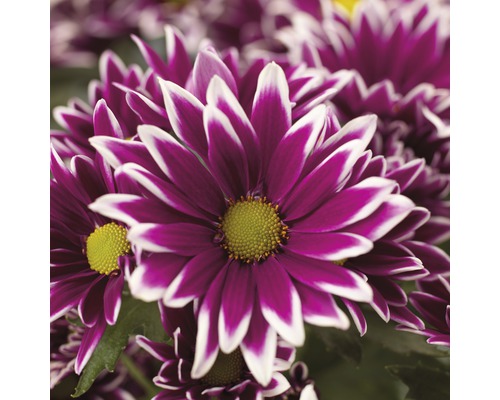 Nahaufnahme von purpurfarbenen Margeriten mit weißen Spitzen