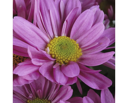 Nahaufnahme einer lila Chrysantheme mit gelbem Zentrum