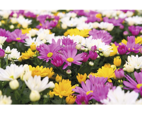 Nahaufnahme von Chrysanthemen in Weiß, Gelb und Violett