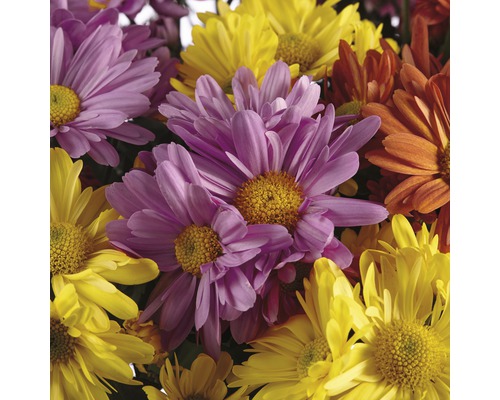 Nahaufnahme von Chrysanthemenblüten