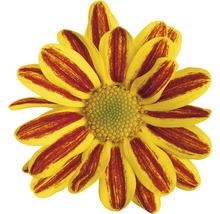 Chrysantheme FloraSelf Chrysanthemum indicum 'HoiHoi' Ø 12 cm Topf-thumb-1