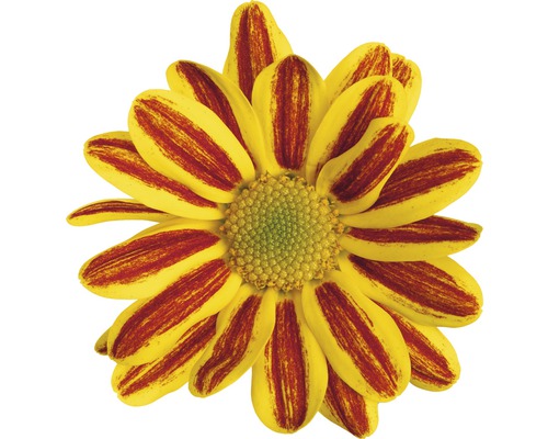 Nahaufnahme einer Chrysantheme mit gestreiften Blütenblättern