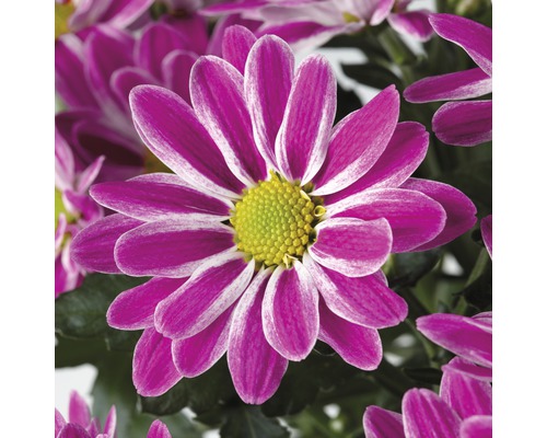 Nahaufnahme einer lila Chrysantheme mit weißem Rand