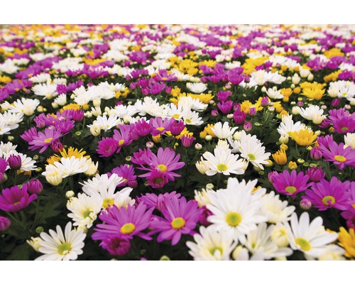 Feld mit Margeriten in Weiß, Gelb und Lila