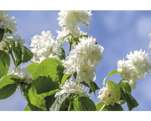 Gartenjasmin, Pfeifenstrauch Philadelphus 'Minnesota Snowflake' H 80-100 cm Co 10 L