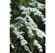 Blühender Spierstrauch mit weißen Blüten