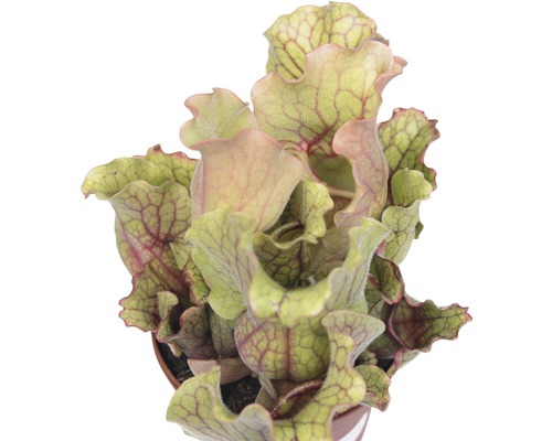 Fleischfressende Pflanze im Topf