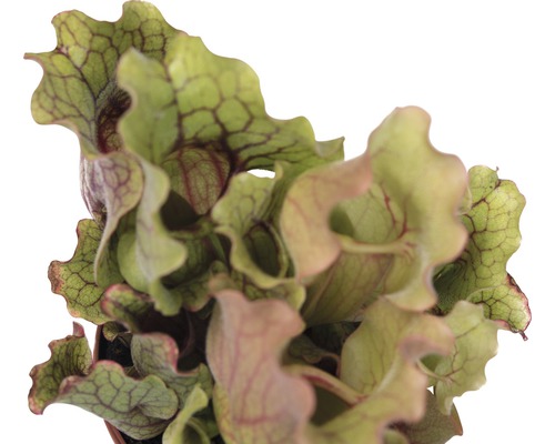 Fleischfressende Pflanze im Topf, Sarracenia