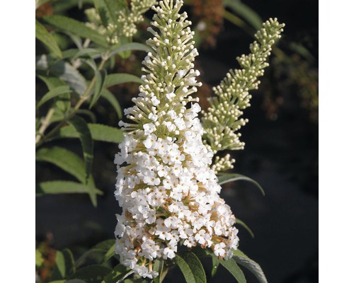 Sommerflieder, Schmetterlingsflieder FloraSelf Buddleja davidii H 60-80 cm Co 3 L weiß Nahaufnahme einer weißen Schmetterlingsfliederblüte