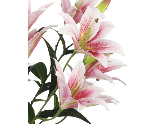 Nahaufnahme von rosa Lilienblüten mit grünen Blättern.