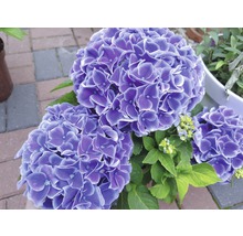 Bauernhortensie Hydrangea macrophylla 'Tivoli Blue' H 30-40 cm Co 5 L