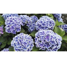 Bauernhortensie Hydrangea macrophylla 'Tivoli Blue' H 30-40 cm Co 5 L