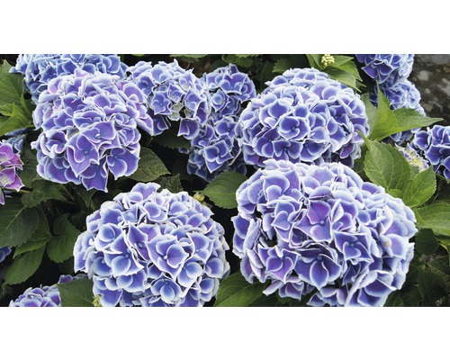 Nahaufnahme von Hortensienblüten mit blau-weissen Blütenblättern
