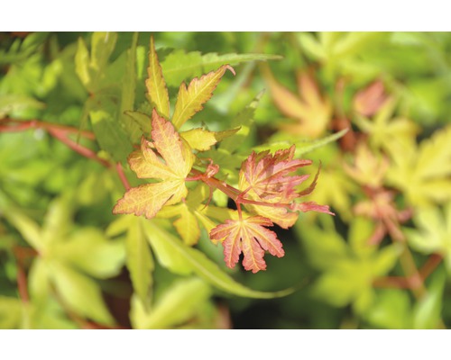 Nahaufnahme eines Fächerahorns mit filigranen Blättern