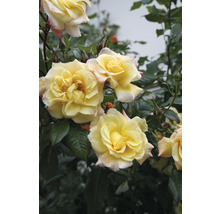 Gelbe Edelrose mit grünen Blättern