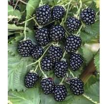 Nahaufnahme von Brombeeren am Strauch