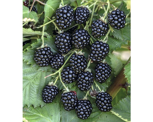 Nahaufnahme von Brombeeren am Strauch