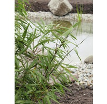 Bambus 'Asian Wonder' FloraSelf Fargesia 'Asian Wonder' H 100-125 cm Co 15 L