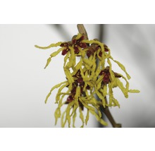Zaubernuss FloraSelf Hamamelis intermedia 'Arnold Promise' H 40-60 cm Co 5 L-thumb-1
