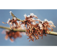 Nahaufnahme eines Zweigs mit roten Blüten und Frost