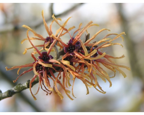 Orange Zaubernuss Hamamelis intermedia 'Jelena' H 40-60 cm Co 5 L Winterblüher Blüten der Zaubernuss an einem Ast
