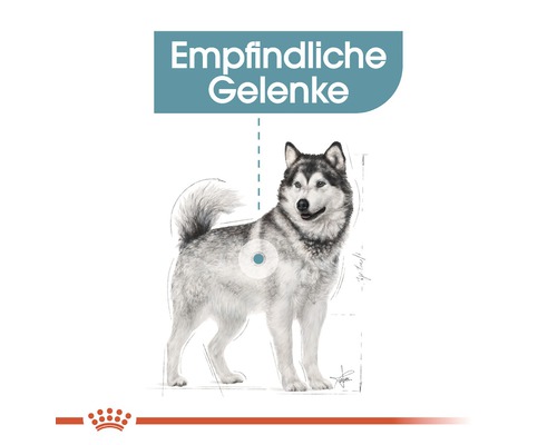 Illustration eines Hundes mit dem Hinweis Empfindliche Gelenke