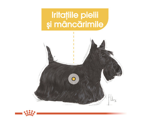 Illustration eines Scottish Terriers mit Hinweis auf Hautirritationen und Juckreiz