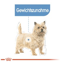 Illustration eines Cairn Terriers mit dem Hinweis Gewichtszunahme