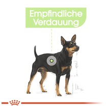 Darstellung eines Hundes mit empfindlicher Verdauung