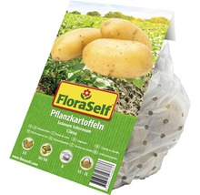 Pflanzkartoffeln FloraSelf Solanum tuberosum 'Cilena' Festkochend 10 Stk.-thumb-1