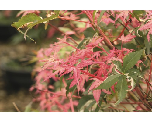 Ahornbaum mit rosa und grünen Blättern