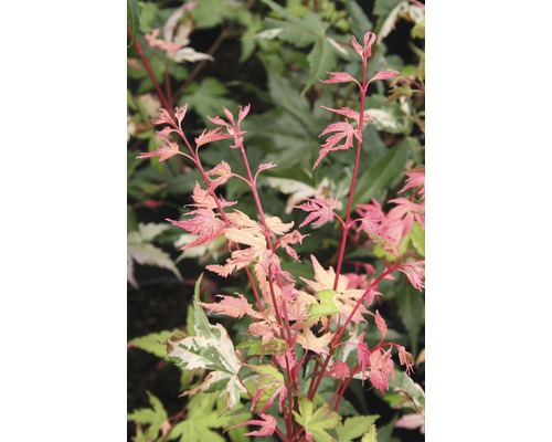 Japanischer Ahorn mit panaschierten Blättern