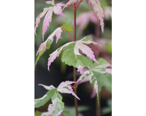 Nahaufnahme von Ahornlaub mit rosa und grün gefärbten Blättern