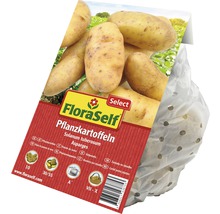 Pflanzkartoffeln FloraSelf Solanum tuberosum 'Asparges' 10 Stk.