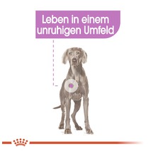 Ein stehender Hund im Zusammenhang mit dem Text ''Leben in einem unruhigen Umfeld''